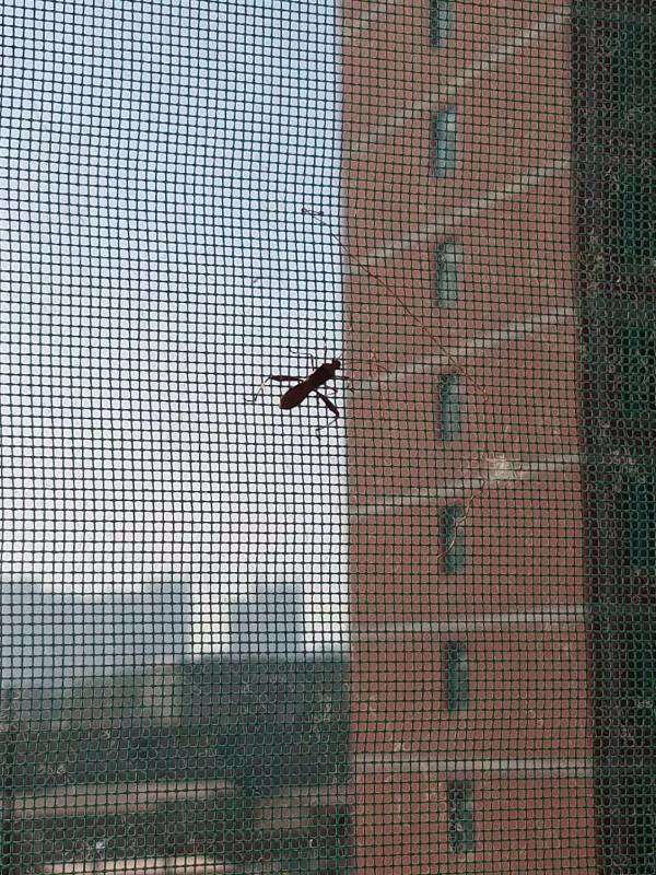 这种虫子是什么虫?六条腿,两根须,会飞,硬壳虫