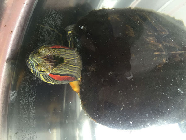 这是菜龟还是野生的,能养?