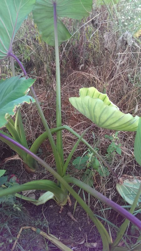 芋头叶发黄怎么回事?