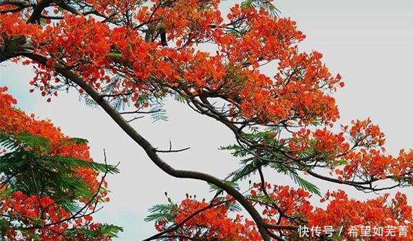 愿新年胜旧年解析