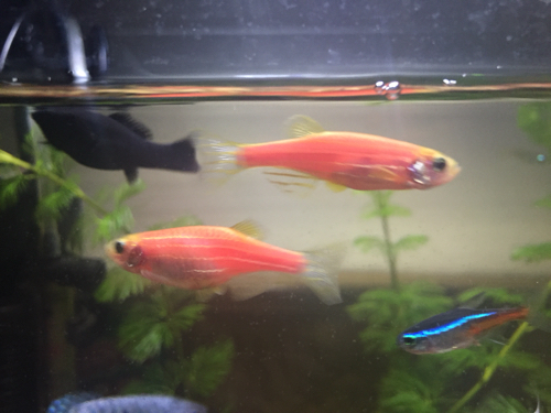 请高手帮忙鉴别一下我养的红斑马鱼是不是怀上