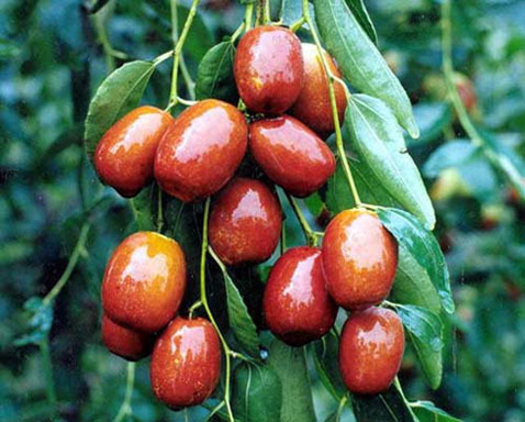 谁能够具体告诉我这是什么种类的枣子?