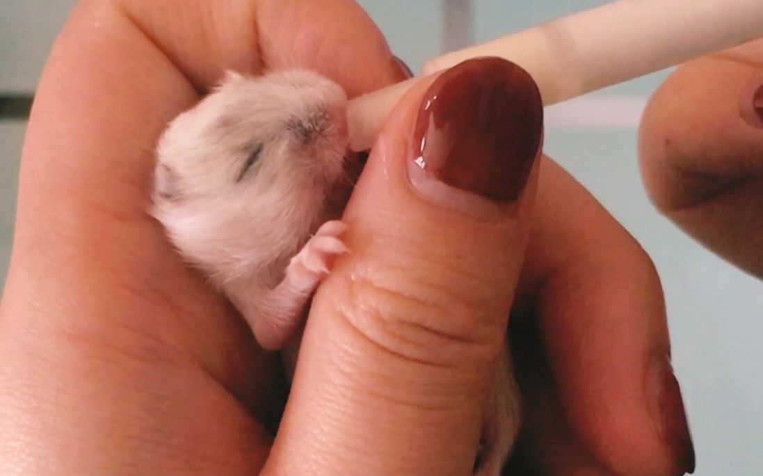 【仓鼠宝宝】十天的孤儿仓鼠宝宝人工喂养(羊奶粉)