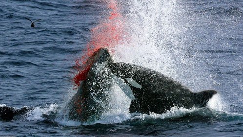 实拍虎鲸群攻击灰鲸 母子