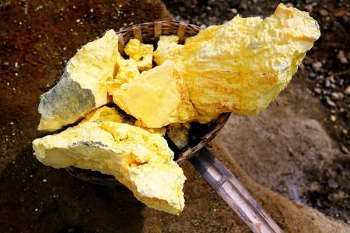 蛇最怕什么?是硫磺吗