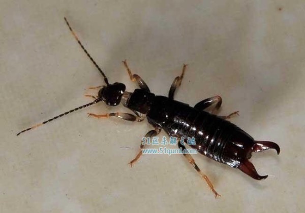 这个好像叫蠷螋,这个虫子吃木头吗?我家的木门