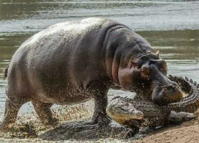 狮子、老虎、河马、熊、大象、犀牛打架整体谁