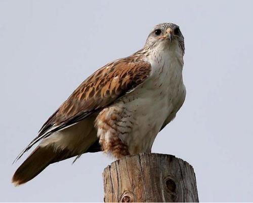 鹰隼价格是多少?