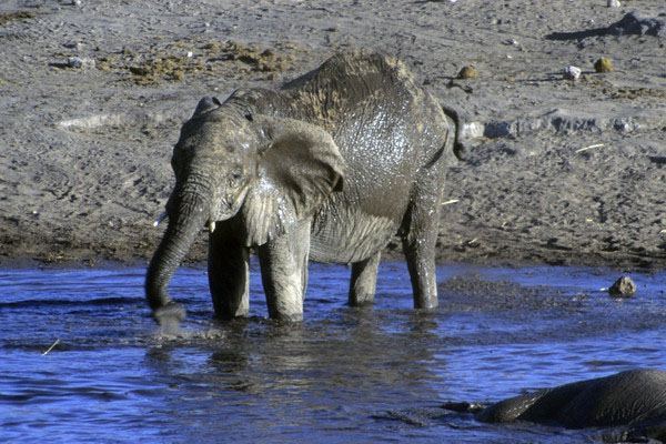 大象用鼻子吸水不会被呛到吗?为什么不会呛到呢?