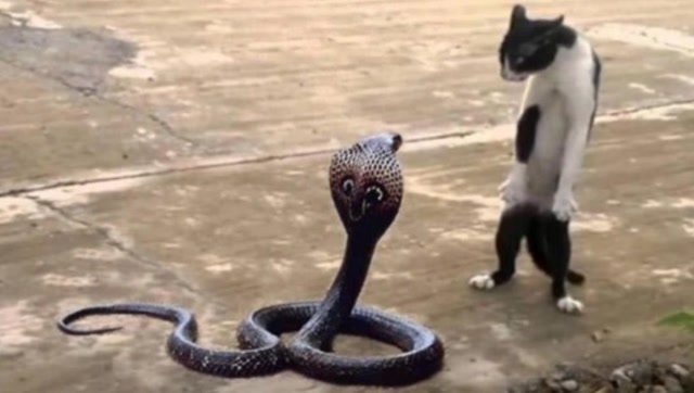 猫咪玩虐眼镜蛇,吃蛇就像吃辣条一样简单,今天算是长见识了!
