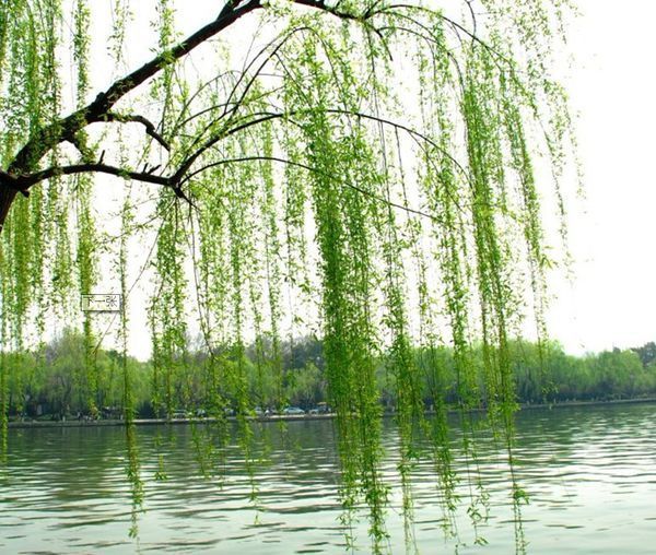 春夏秋冬的风各是什么样子的