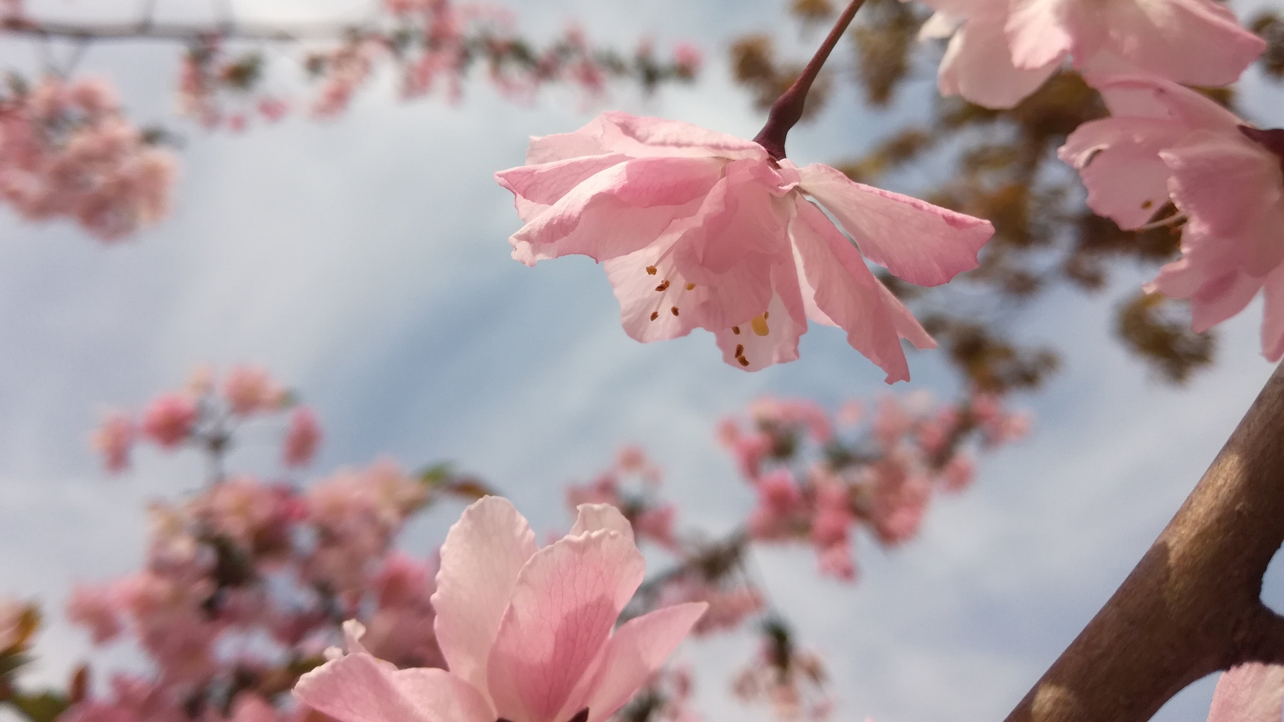 高清粉色桃花图片[图10]