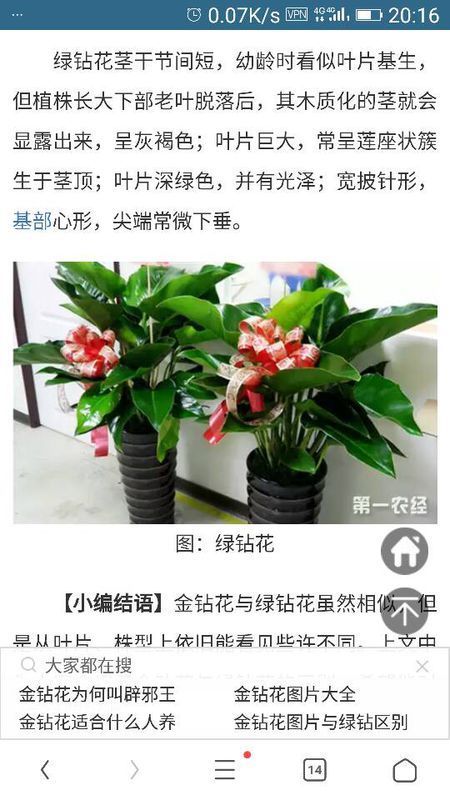 和金钻花相似的花是什么花