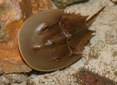 中华鲎和圆尾鲎有什么区别?求专家解释,谢谢!