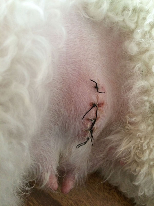 狗狗手术切口旁边鼓包图片