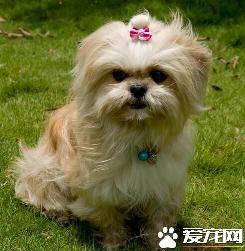 西施犬特点 西施犬对所有人都十分友好