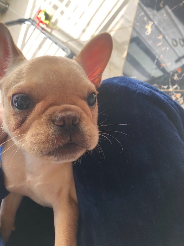 大家帮我看一看这个法斗纯不纯