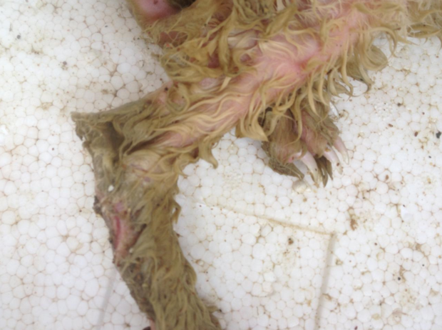 兔子得了球虫病 死之前为什么四肢用力乱蹬 然后嘴吐出一口气 就死了?