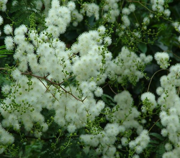 海南路旁很多,开白色绒花的树是什么树?