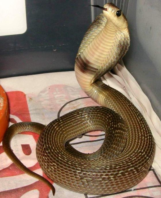 中南半岛喷毒眼镜蛇 naja siamensis