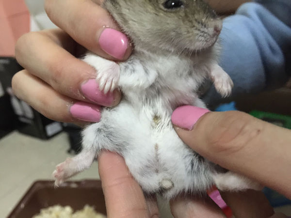 帮我看看我家仓鼠肚子上的黄色疙瘩是什么