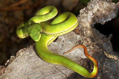 剧毒的竹叶青蛇与无毒的翠青蛇有什么区别?