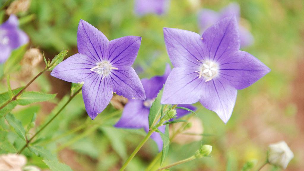 魅力芬芳桔梗花桌面壁纸[图10]