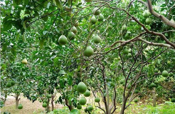 柚子树的生长习性