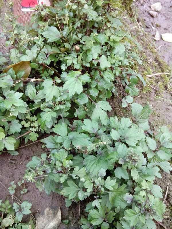 01.11 真珠花菜  潮州地区别名称为珍珠菜,真珠菜,珍珠花菜.