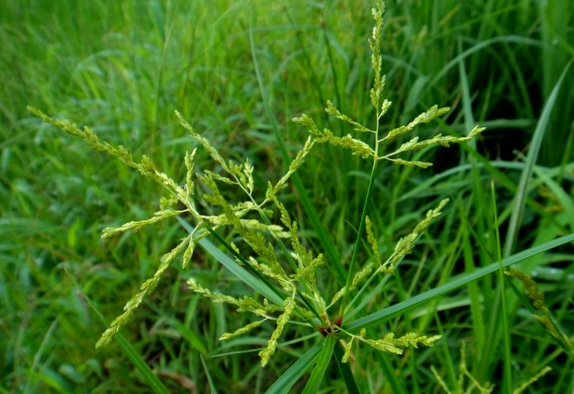 西玛津除草剂图片