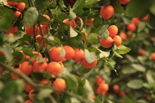 金秋沙糖桔的缺点是什么?