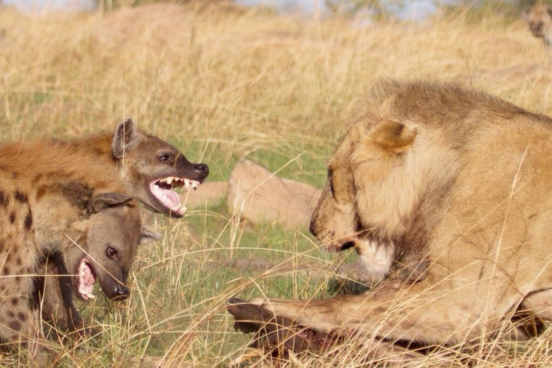 狮子鬣狗大战完整图片