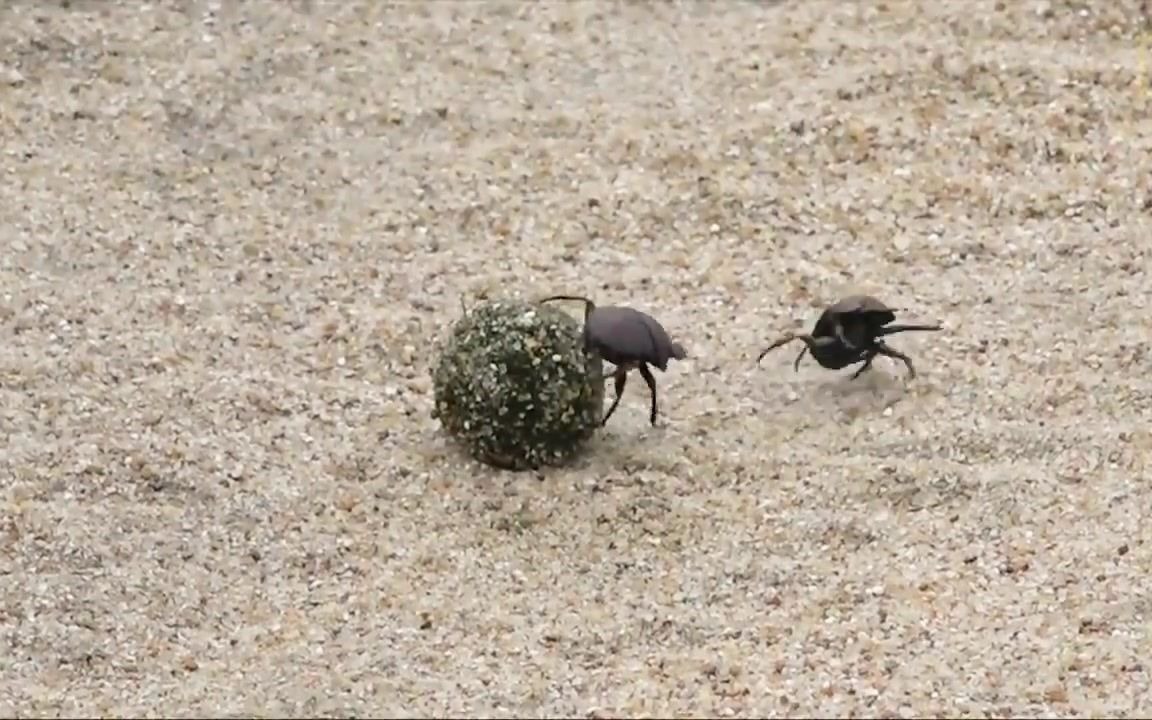 [图]昆虫记 第1卷 第01章 圣甲虫 - 其他种类的蜣螂抢劫便便