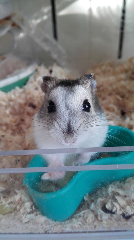 我家的小仓鼠变白了.听过反黑 还有反白?求解答(⊙v⊙)