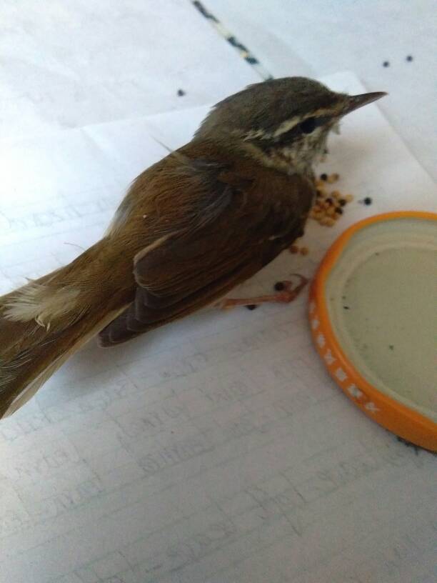 一只灰色的鸟,嘴很尖,很小巧是什么鸟,吃什么?