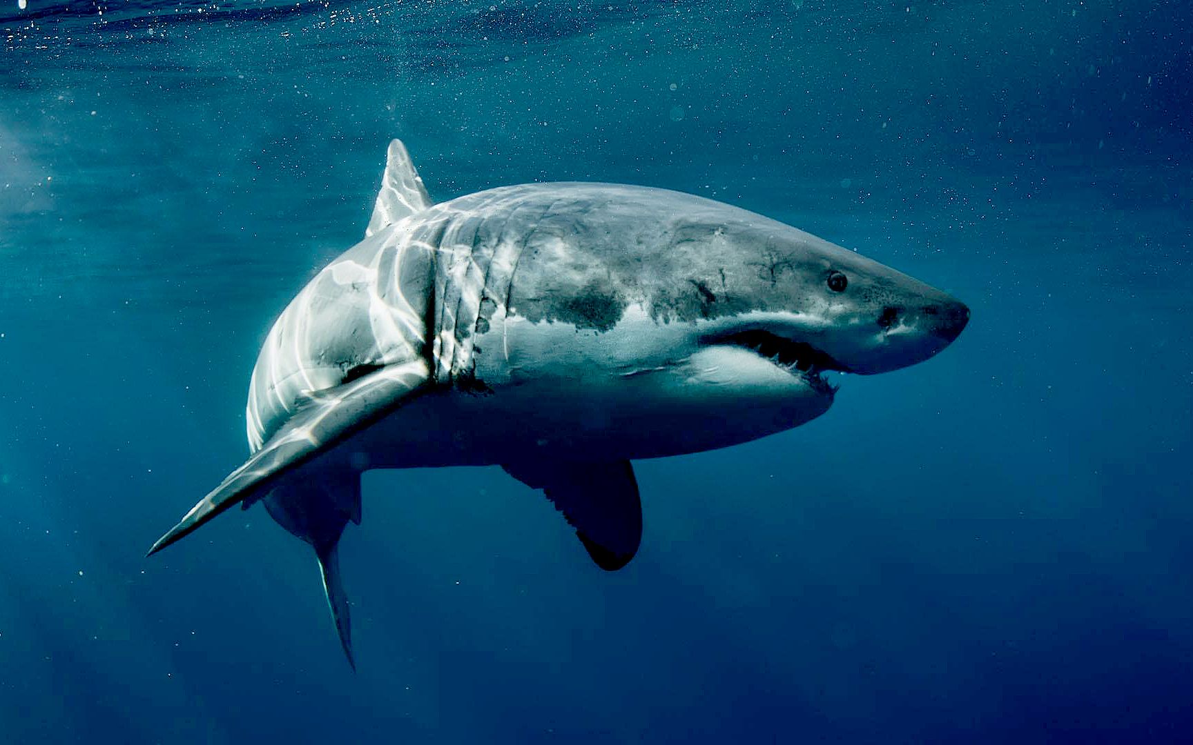 海洋杀手大白鲨 – FOTOMEN