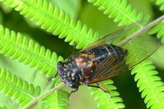 知鸟是什么样_360问答