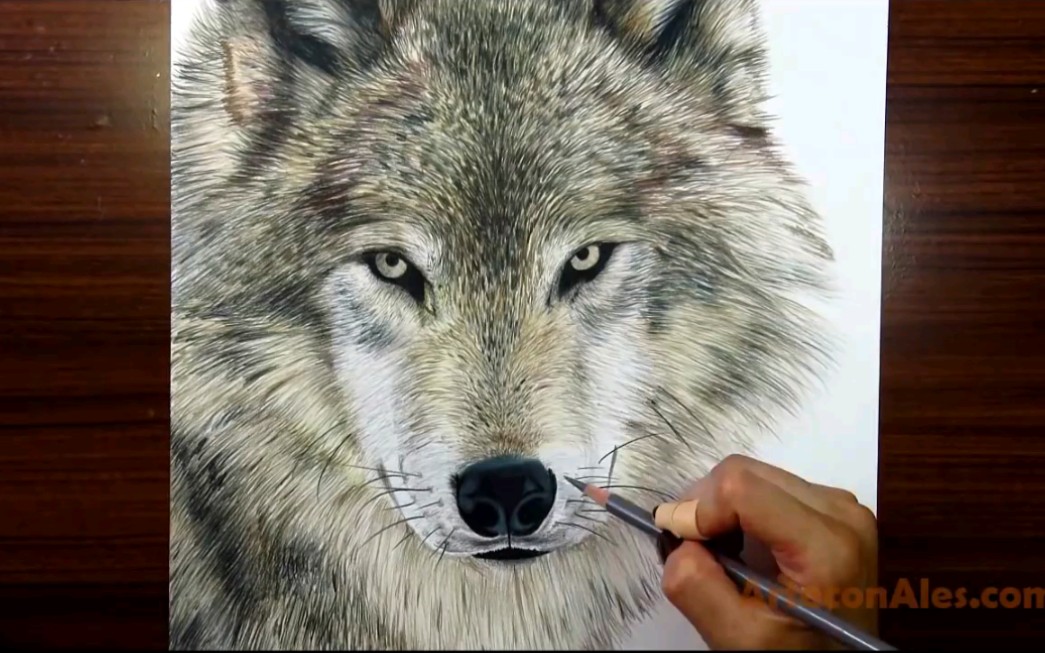 arteconales教你用 彩色铅笔绘画逼真狼