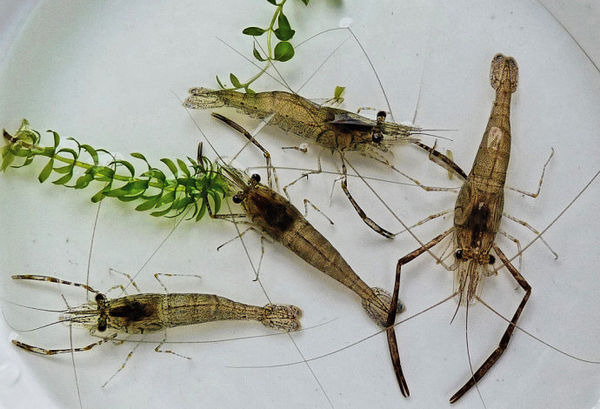 虾形态特征的介绍