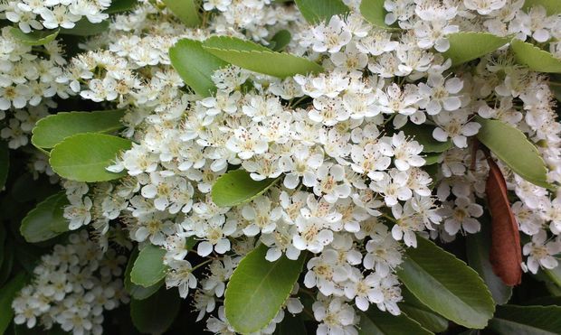 白丁香花蕊是什么样子的