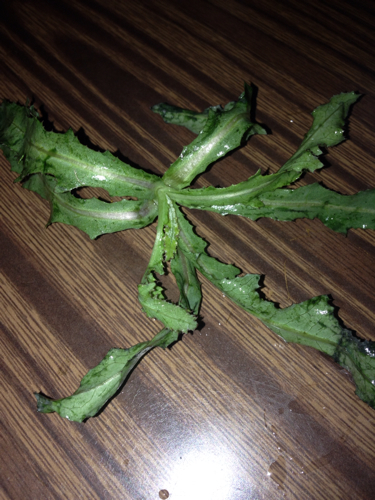 谁知道这学名叫什么,我们家乡叫"起么菜"