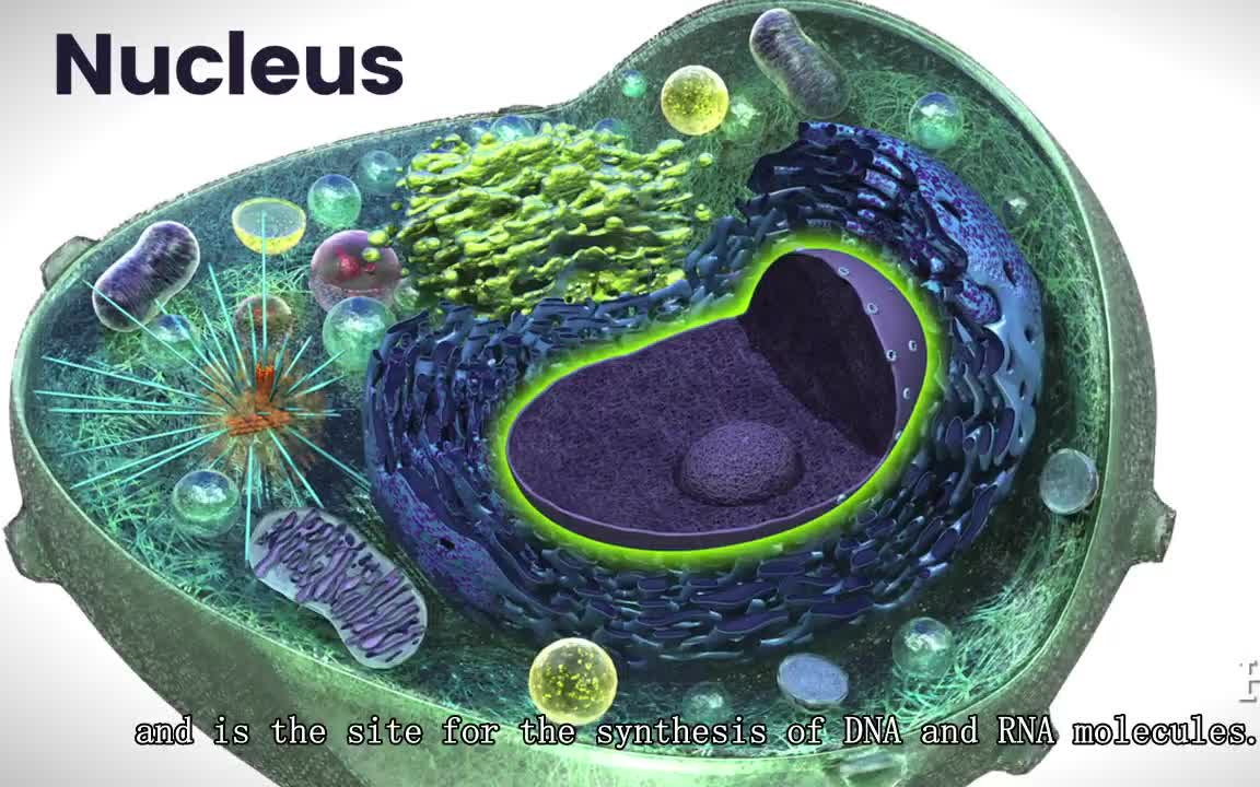 [图]【哈佛大学】细胞生物学:线粒体