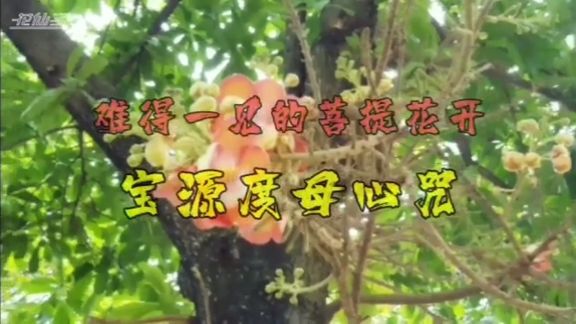 [图]菩提花开【宝源度母心咒】