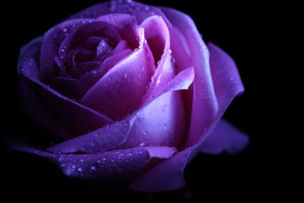 紫色玫瑰的花语是什么?