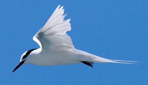 这种海鸟叫什么名字