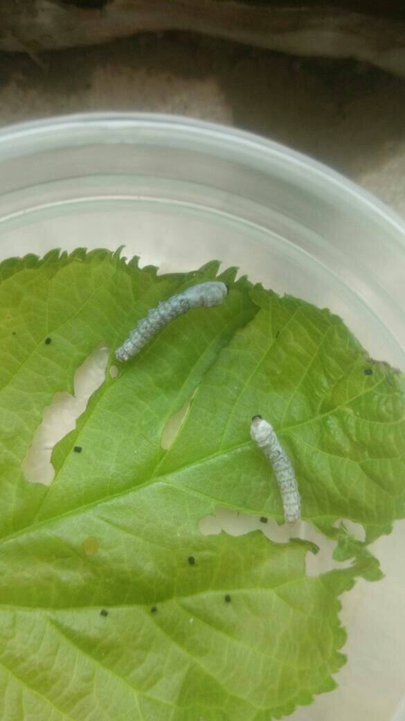 公蚕和母蚕的区别