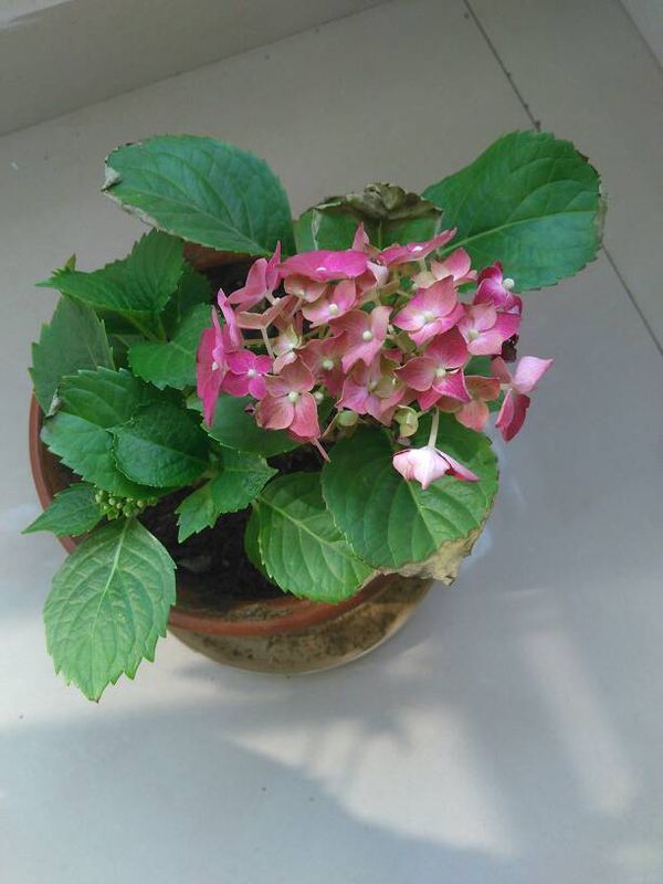 刚买来的,换了换盆浇了浇水,一周后这样了,我这