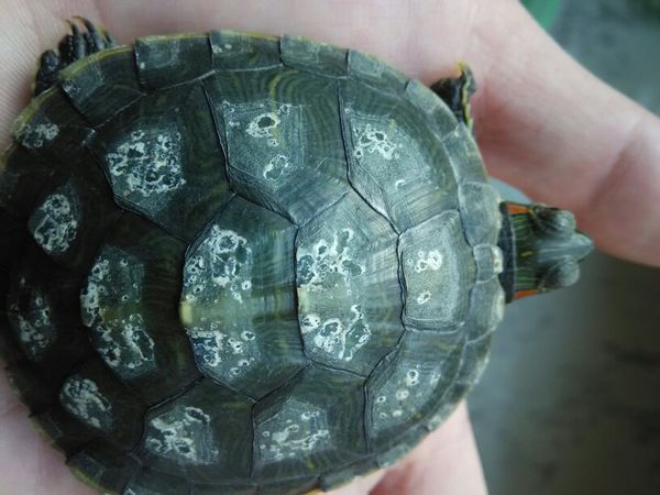 我的小乌龟是脱皮还是腐