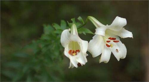 席慕容《山百合》的赏析