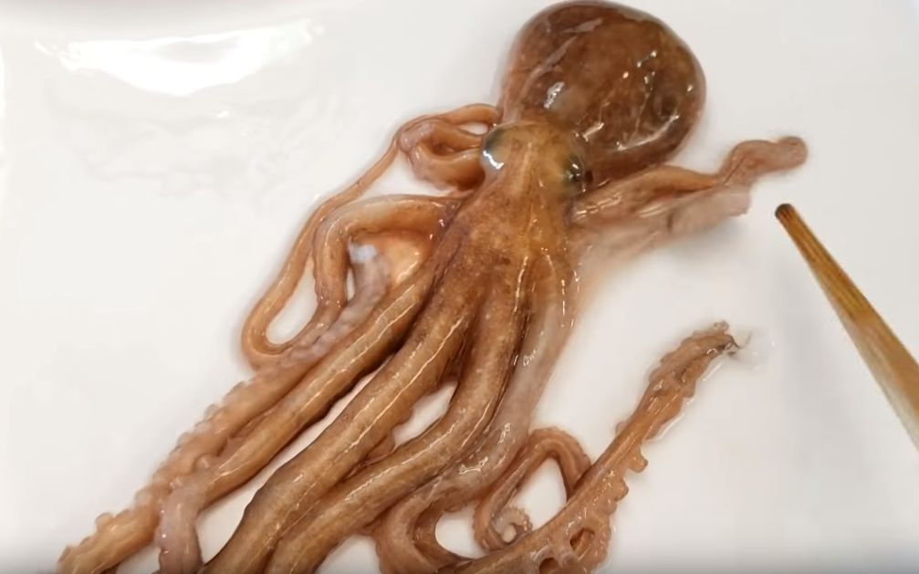 【 hamop tv】吃活章鱼的咀嚼音qaq